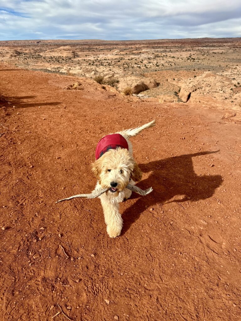 Even Chase had fun at Escalante