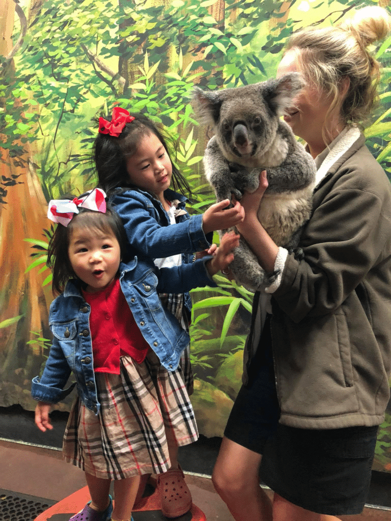 Dreamworld Gold Coast Koala Conservation