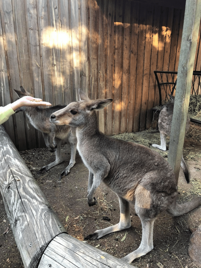 Dreamworld Gold Coast Wildlife