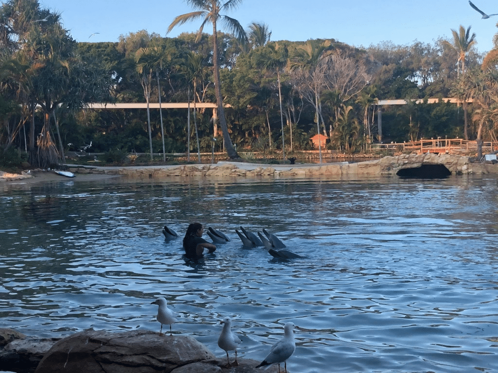 Sea World Australia Dolphins