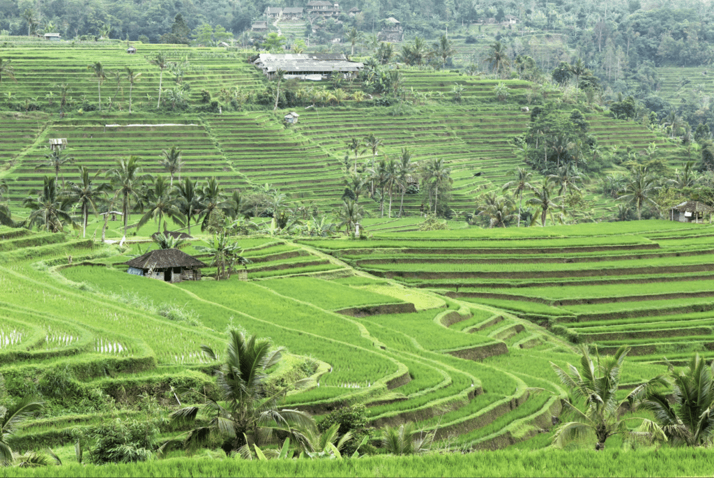 Jatiluwih Rice Terrace