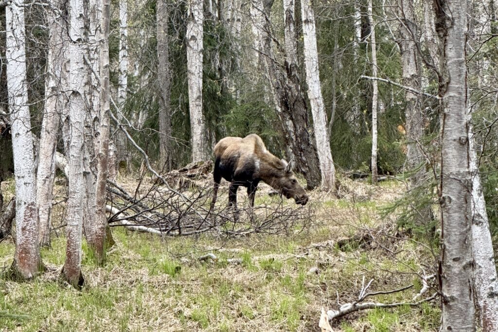 Moose sitings in Kincad Park