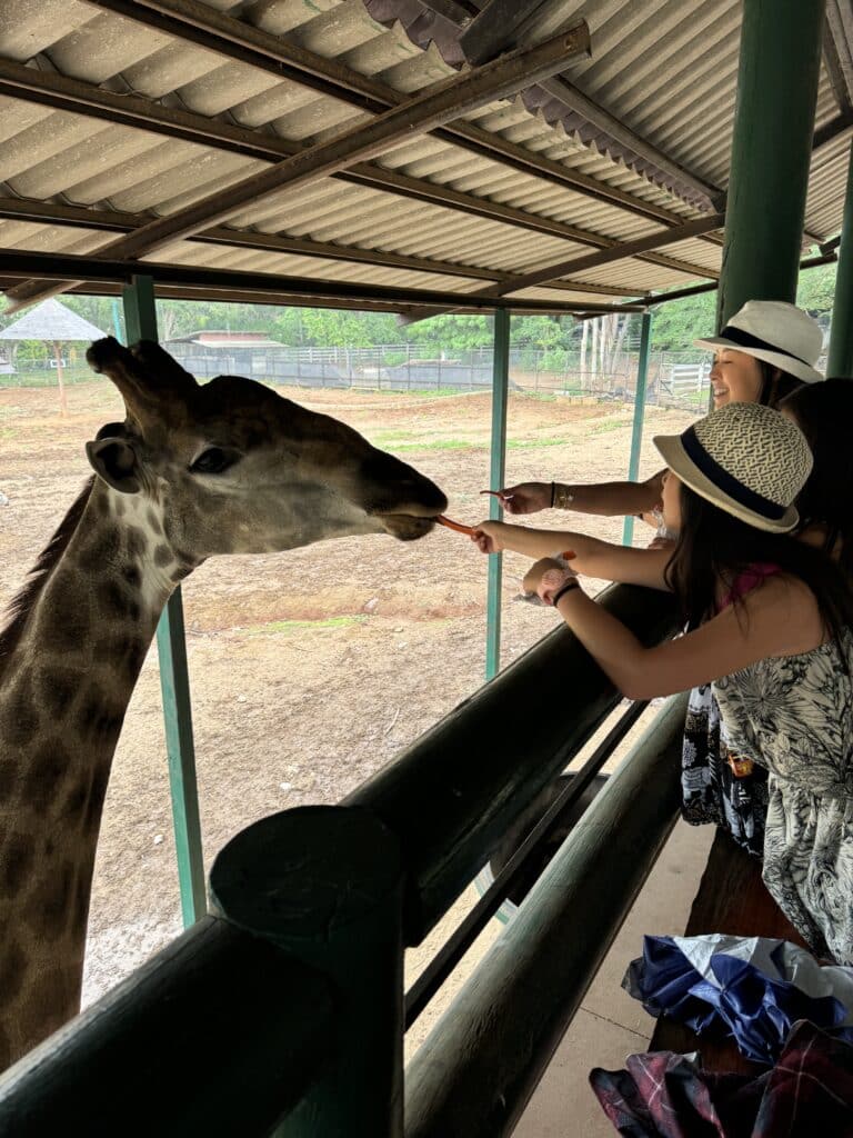 Things to Do in Khao Yai: Bonanza Zoo